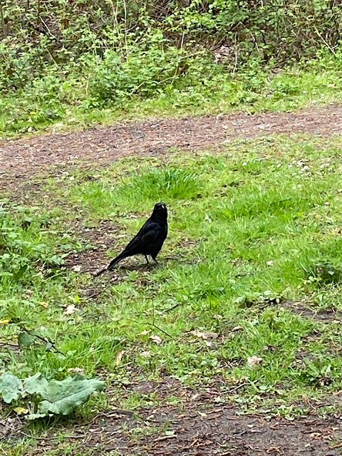 A black crow enjoying the sunshine at Ruislip Lido
