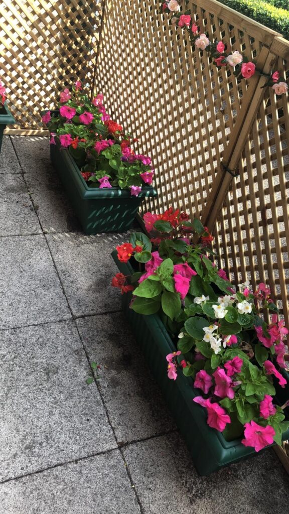 colourful bedding plants in pots and baskets