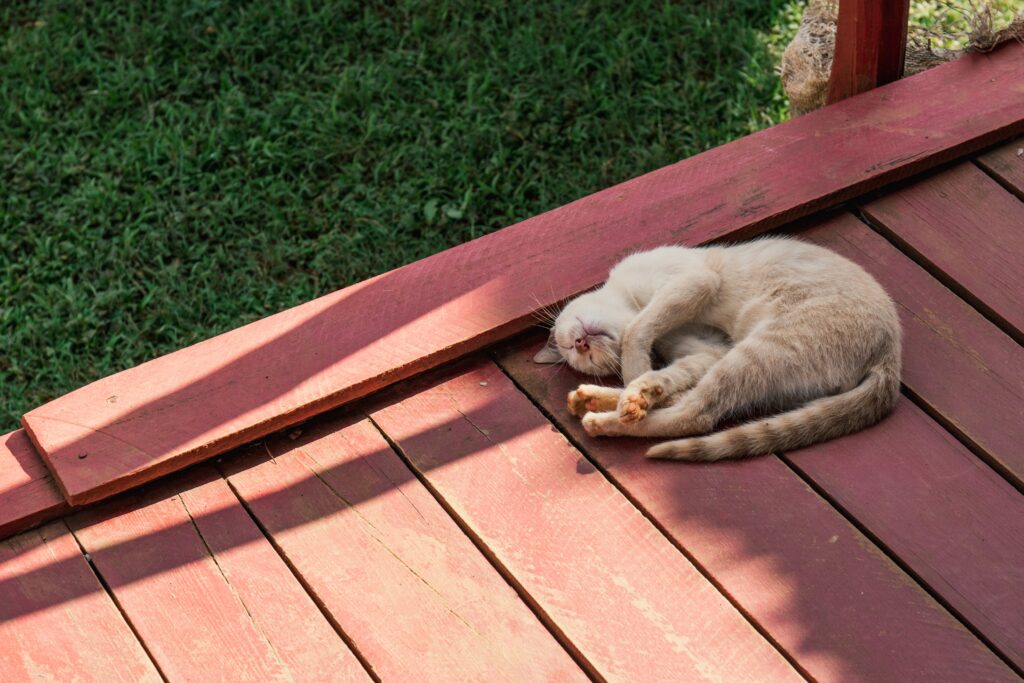 painted decking in terracotta colour with cat sitting on it.