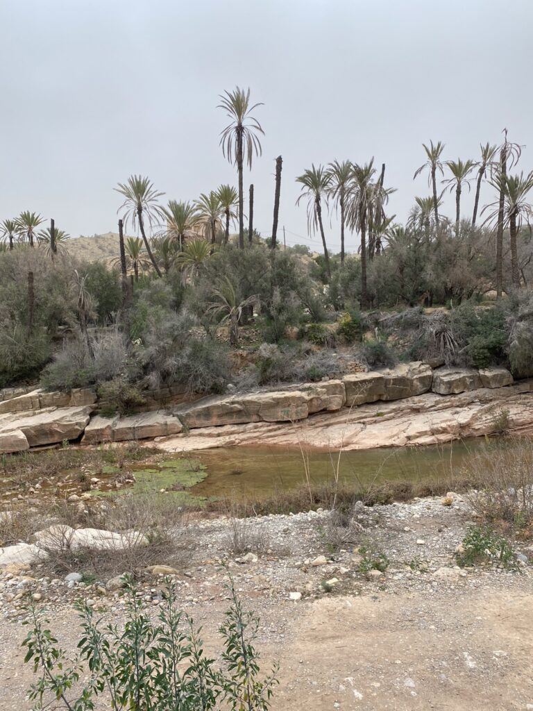 Paradise Valley palm and dried river Agadir