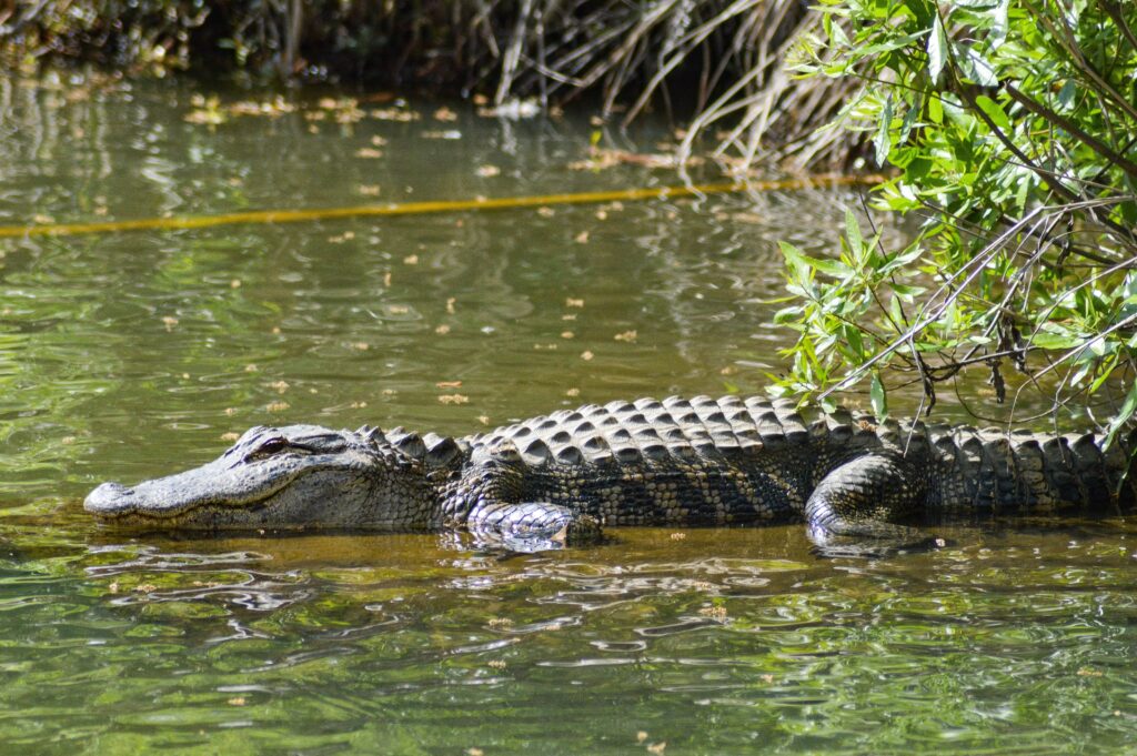Nile crocodiles swimming in Water