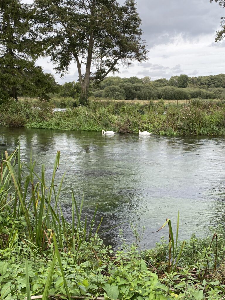 Beauty swans on the River Test